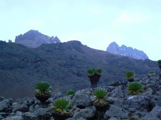 Kaktusy z Mt.Kenya w tle