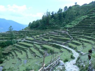 Tarasy himalajskich dolin